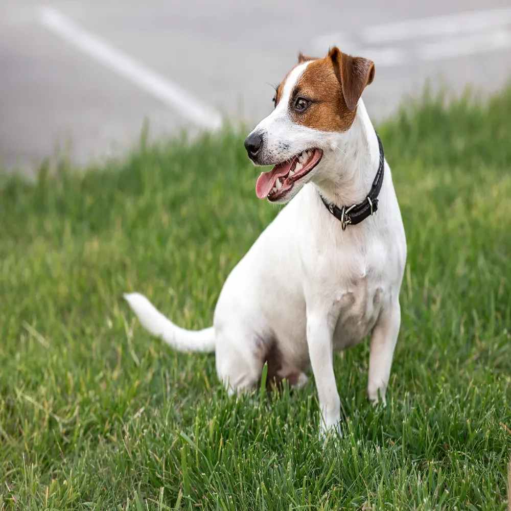 Jack Russell Terrier