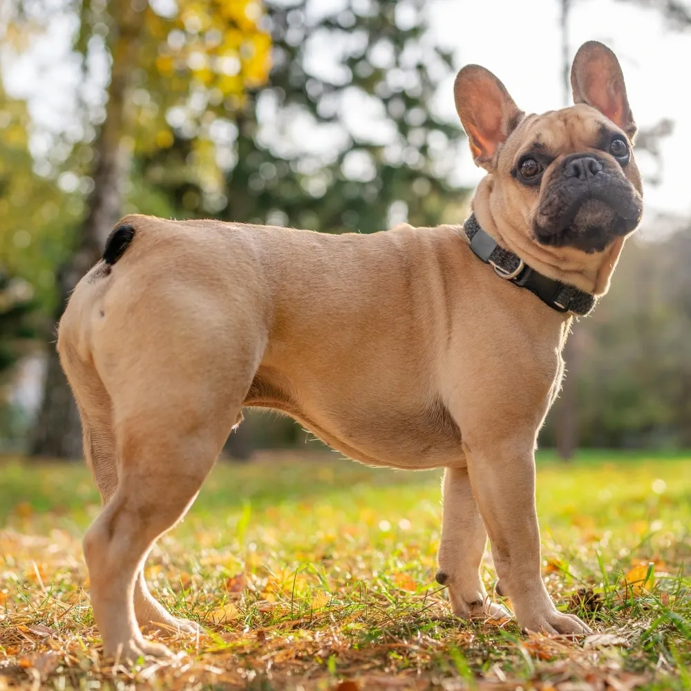 Imagem da raça Bulldog Francês