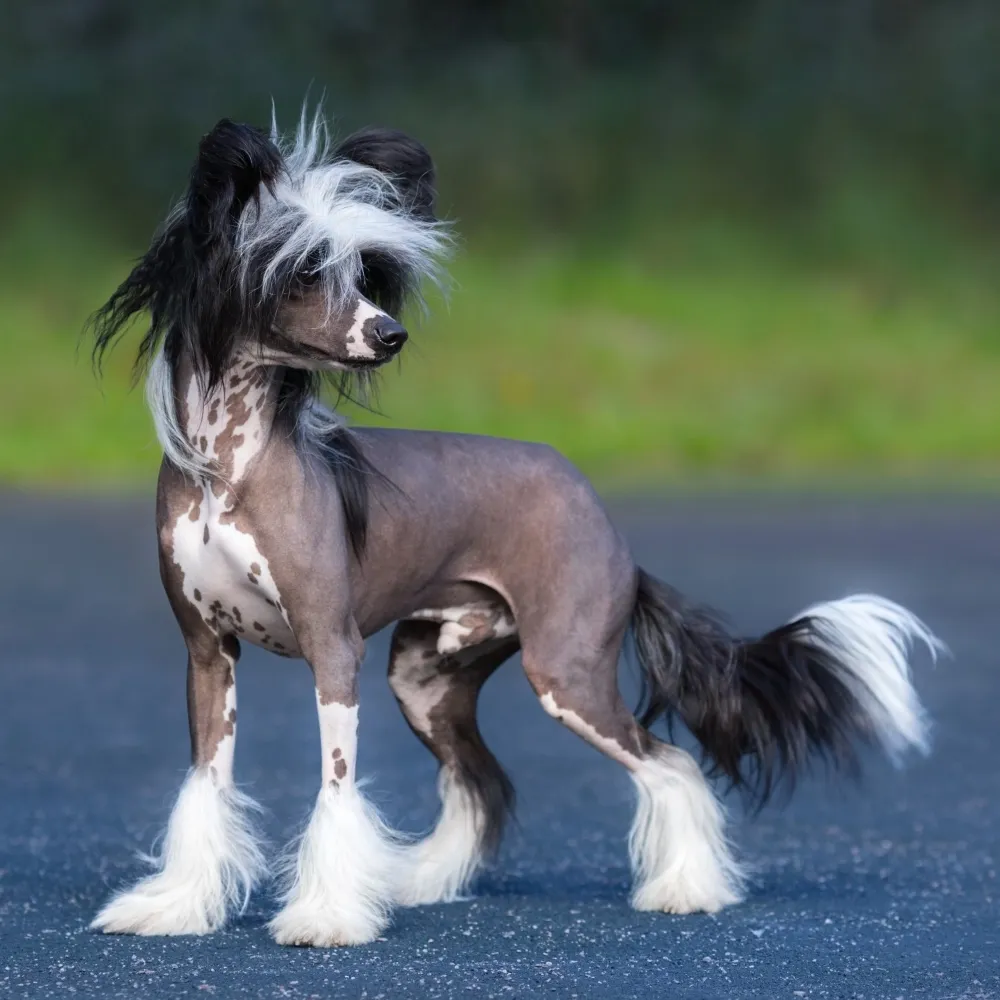 Imagem da raça Cão de Crista Chinês