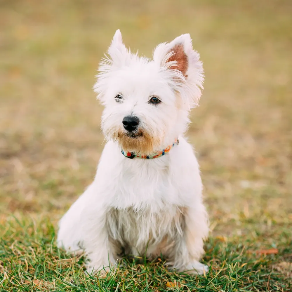 West Highland White Terrier