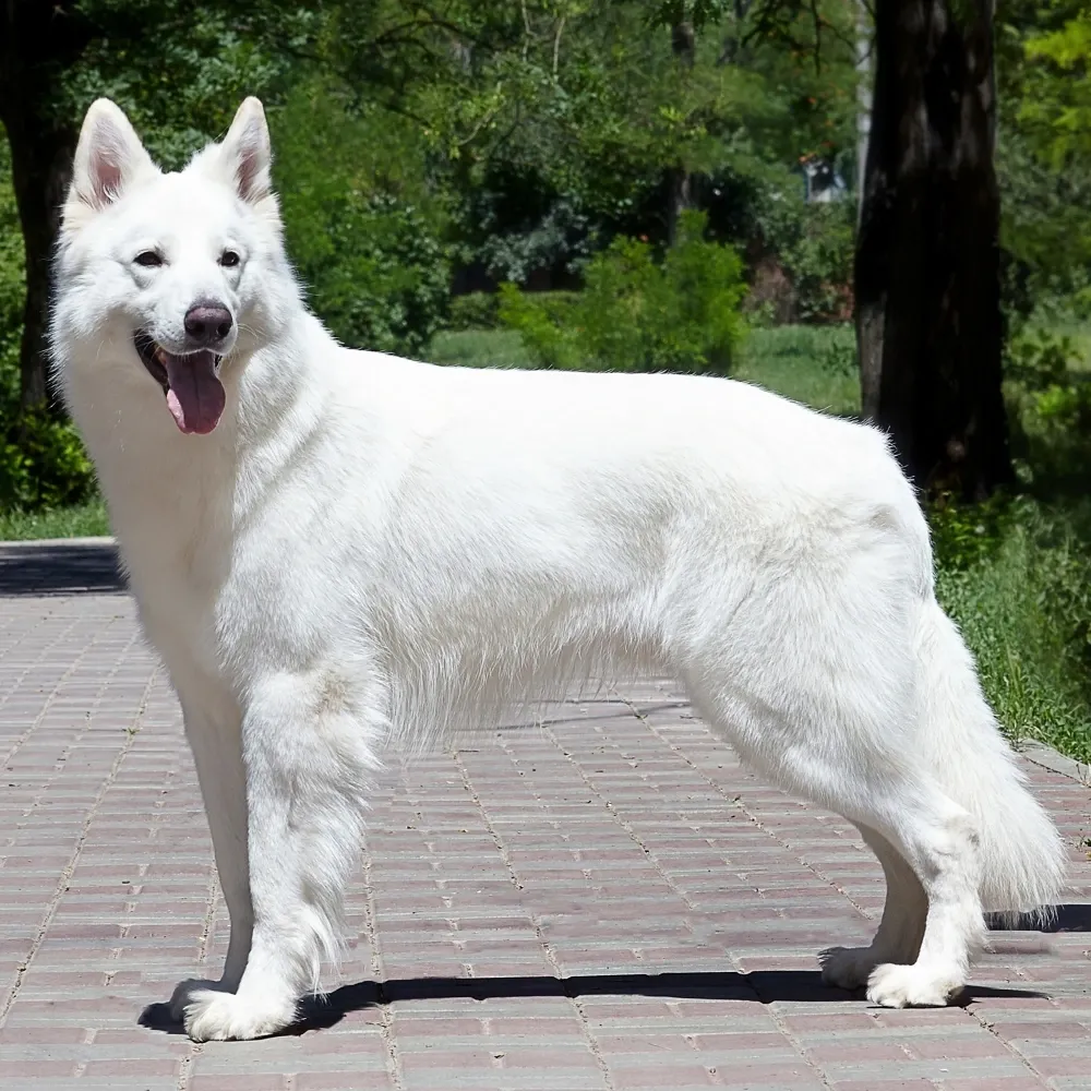 Imagem da raça Pastor Suíço