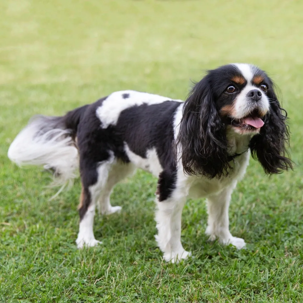 Imagem da raça Cavalier King Charles Spaniel