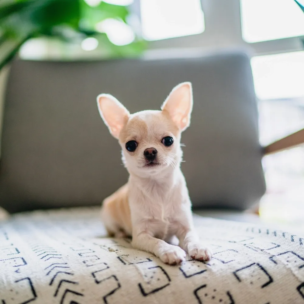Imagem da raça Chihuahua