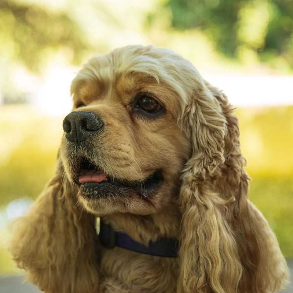 Cocker Spaniel Americano
