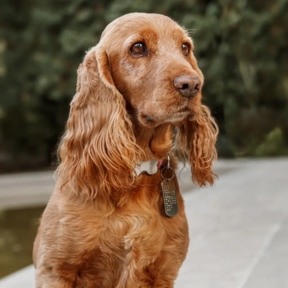 Cocker Spaniel Inglês