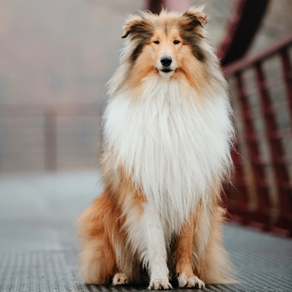 Imagem da raça Collie