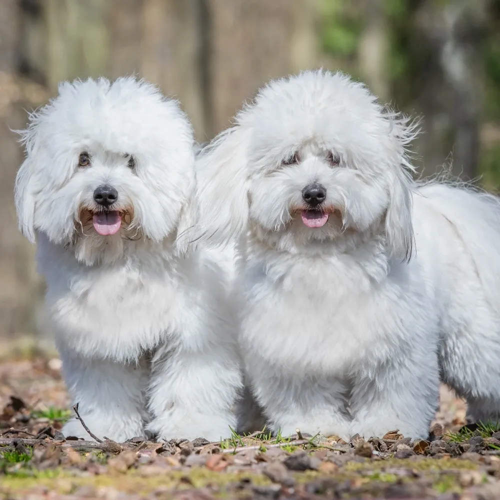 Imagem da raça Coton de Tulear