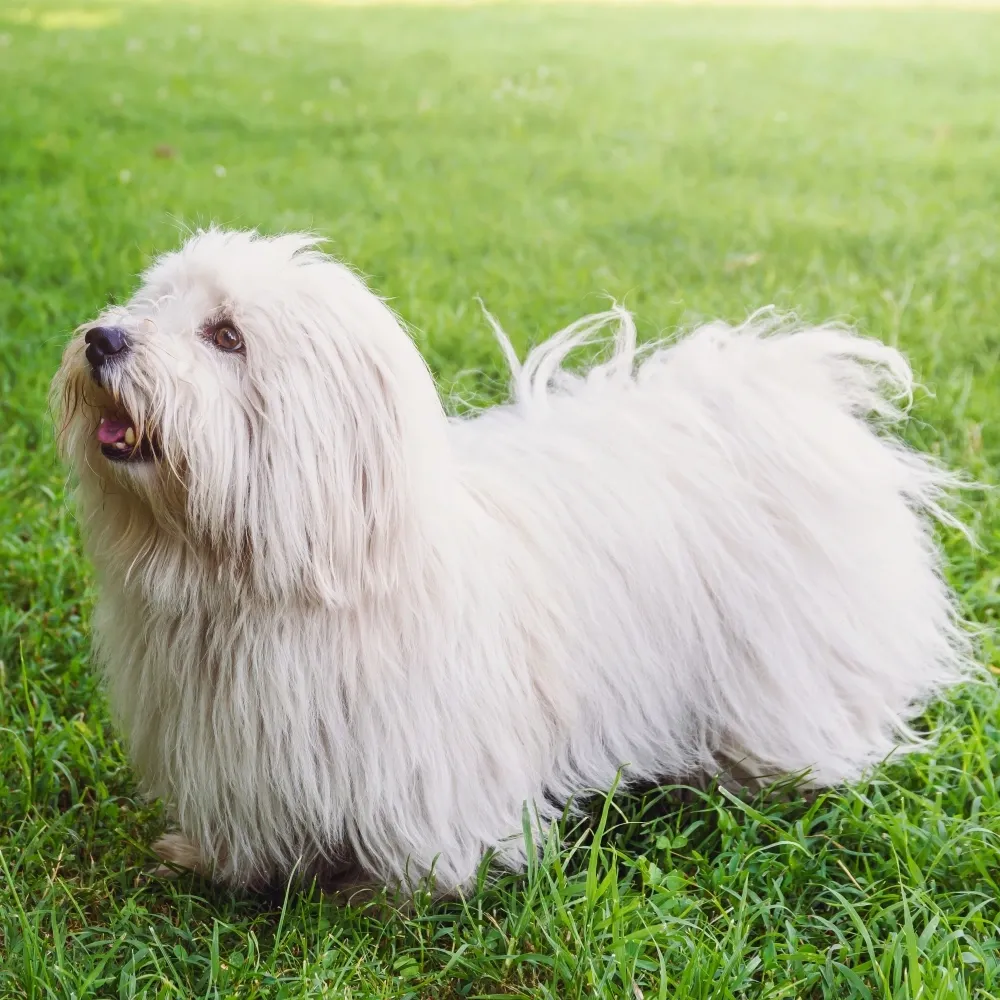 coton_de_tulear_adulto.webp