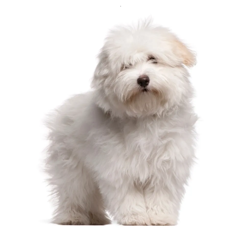 Imagem do filhote de Coton de Tulear