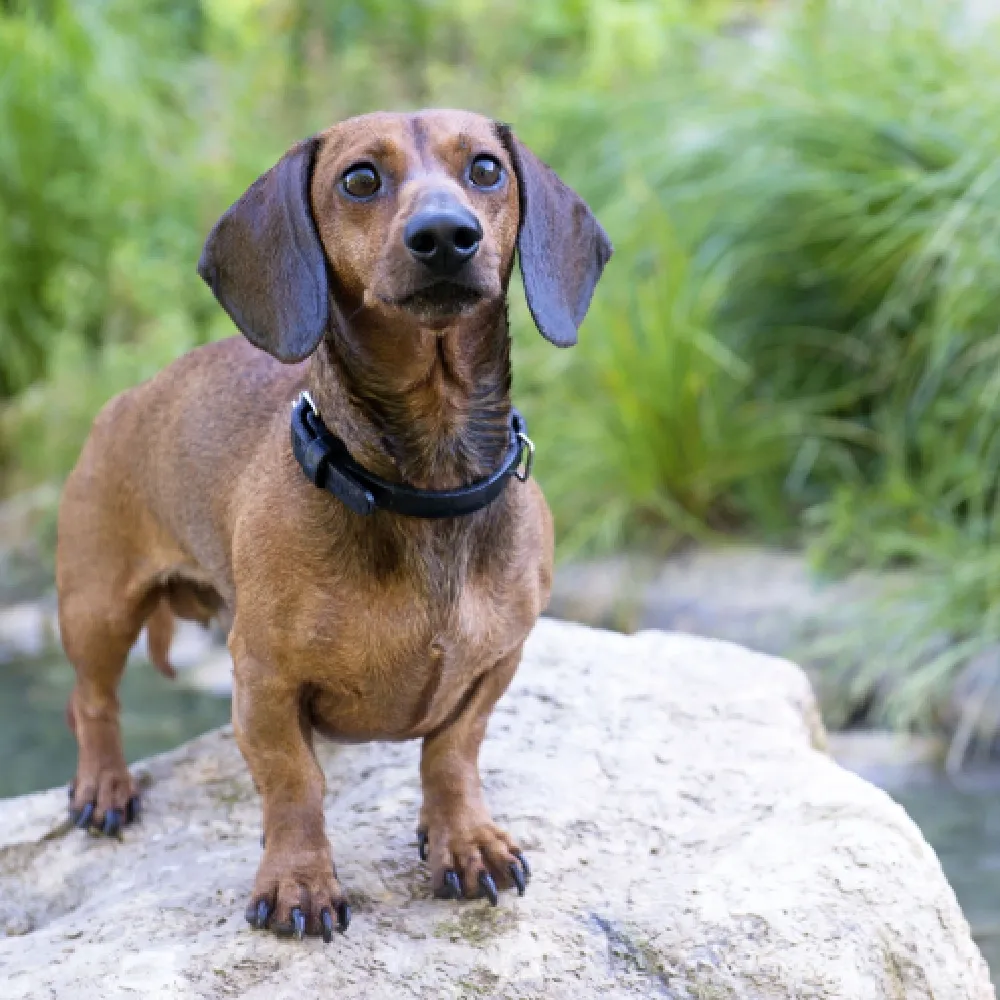 dachshund_01.webp