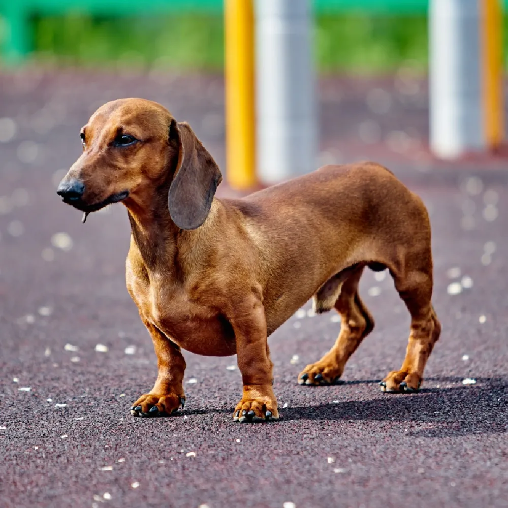 dachshund_02.webp