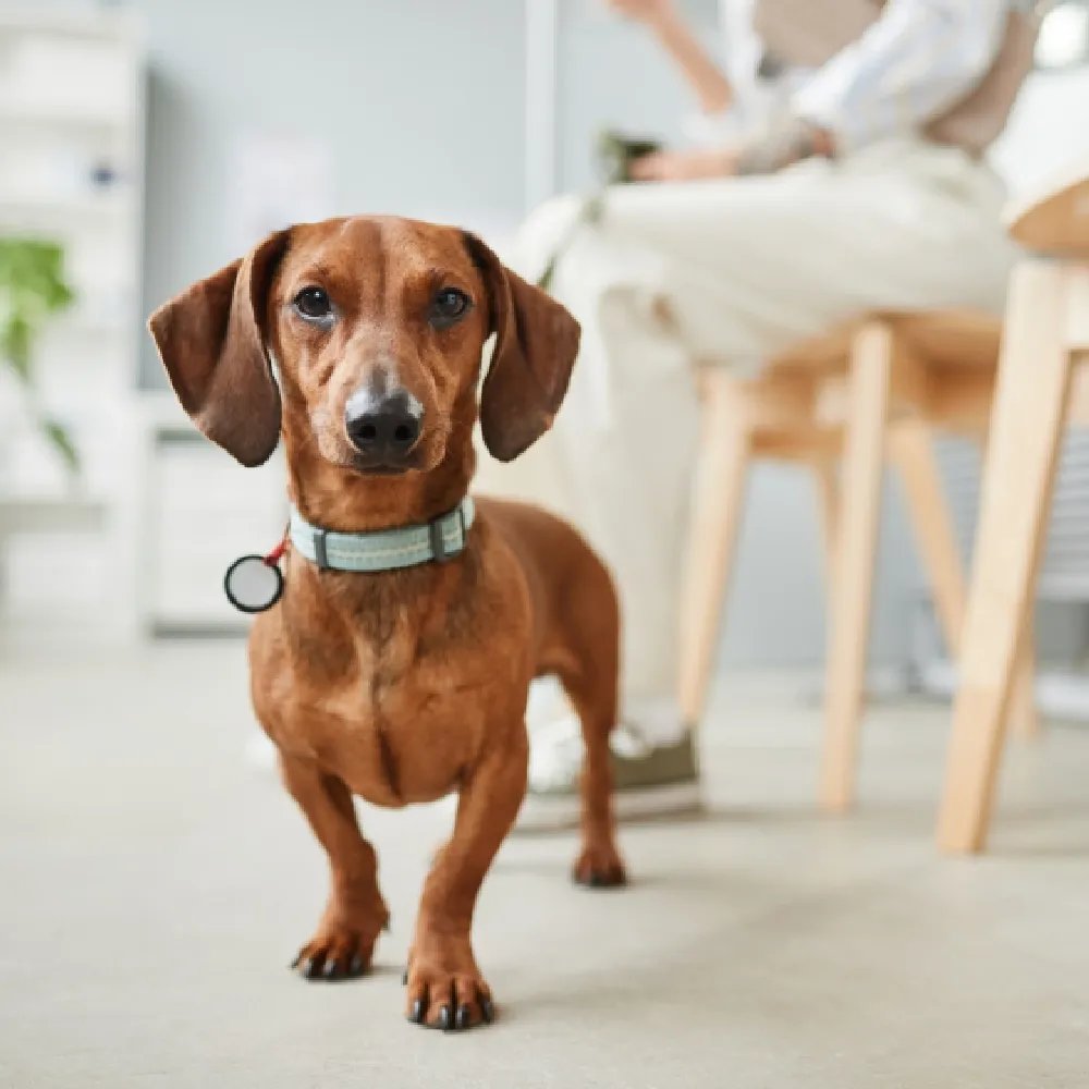 dachshund_03.webp