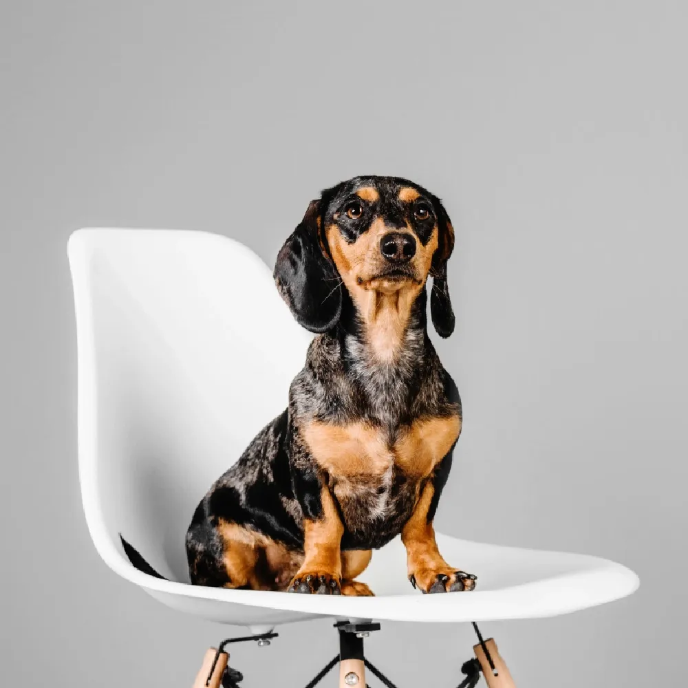 dachshund_05.webp