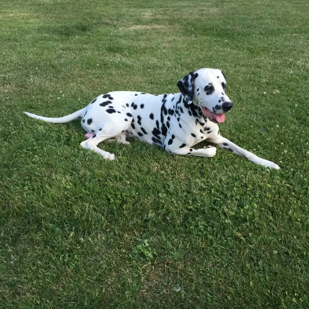 Imagem da raça Dálmata