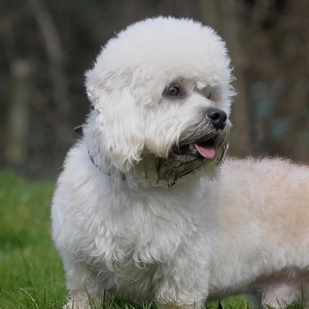Imagem da raça Dandie Dinmont Terrier