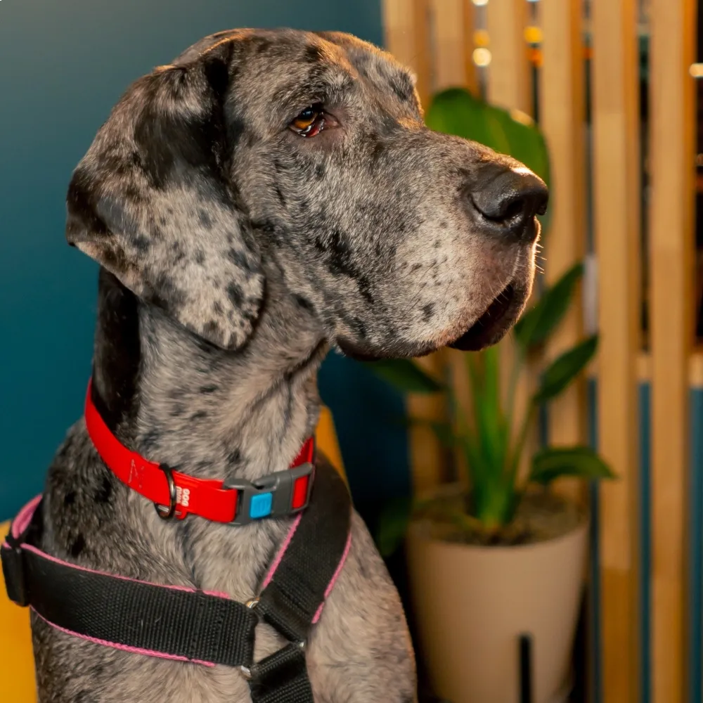 Imagem da raça Dogue Alemão