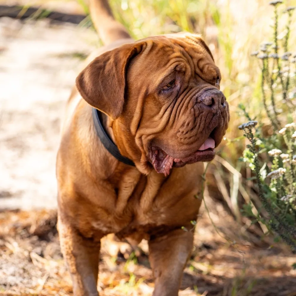 Imagem da raça Dogue de Bordeaux