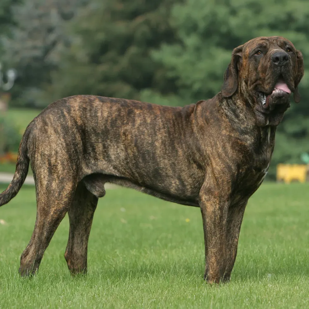 Fila Brasileiro