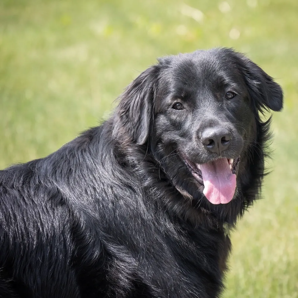 Flat-Coated Retriever