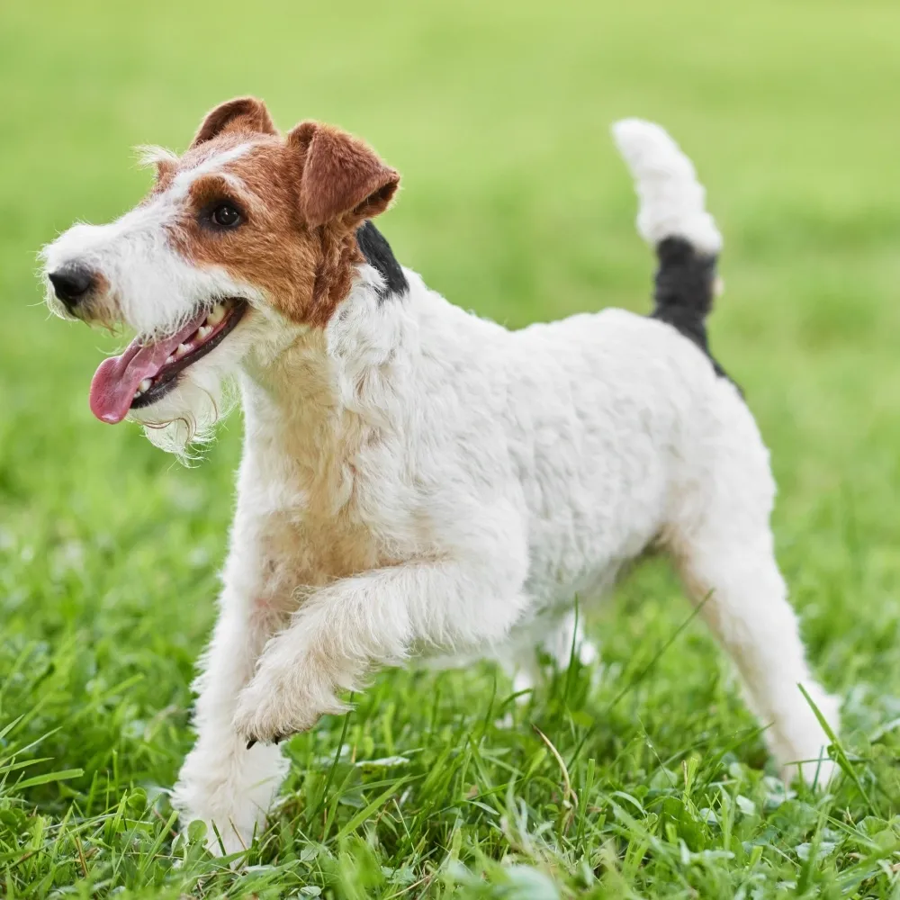 Imagem da raça Fox Terrier de Pelo Duro