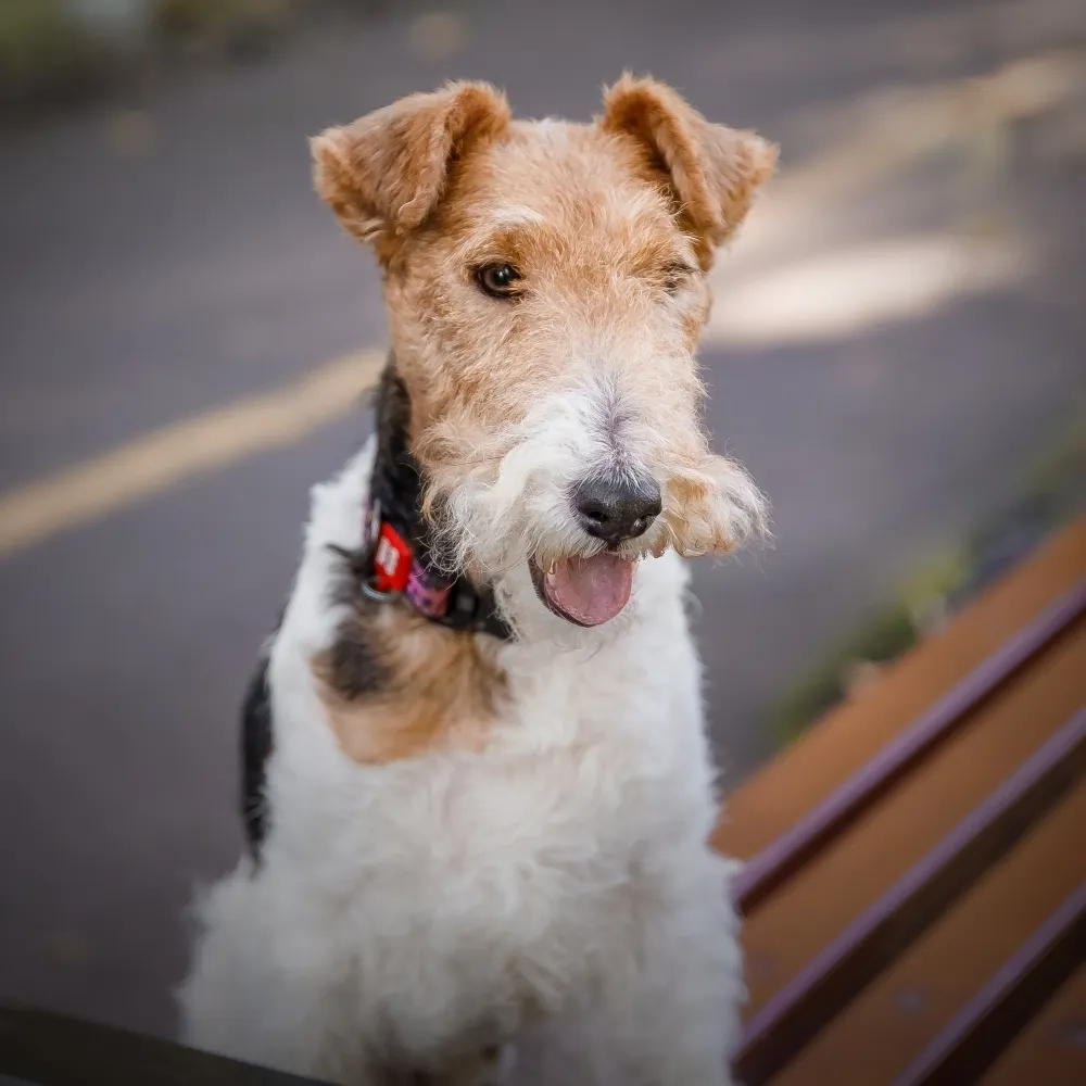 fox_terrier_de_pelo_duro_cachorro.webp