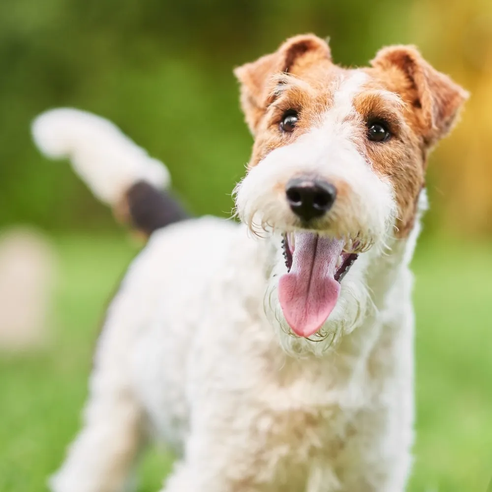 fox_terrier_de_pelo_duro_cao.webp