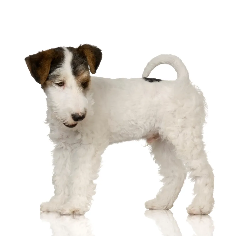 Imagem do filhote de Fox Terrier de Pelo Duro