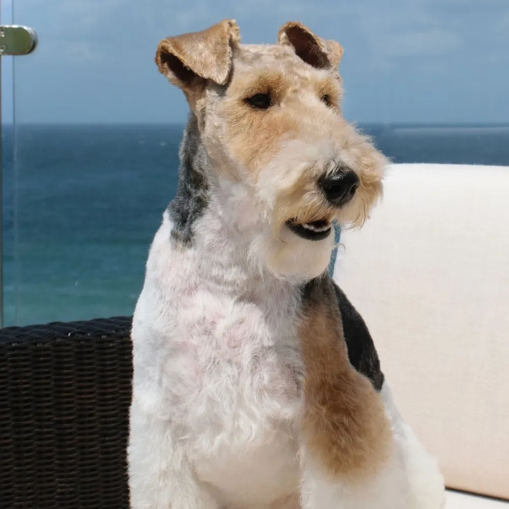 fox_terrier_de_pelo_duro_raca_cao.webp