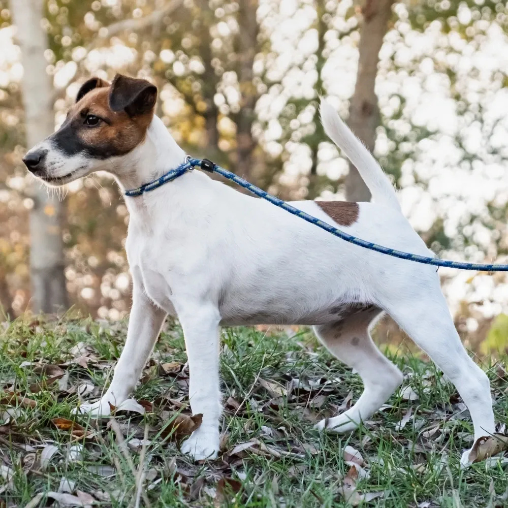 Imagem da raça Fox Terrier de Pelo Liso