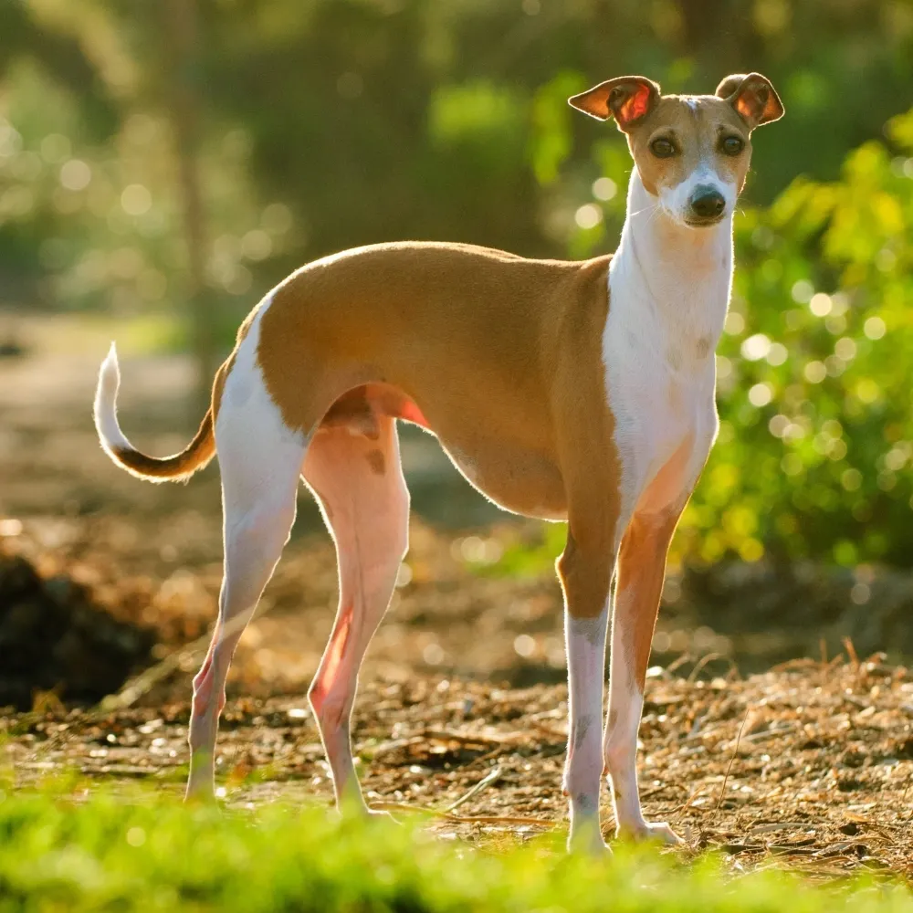 Imagem da raça Galgo Italiano