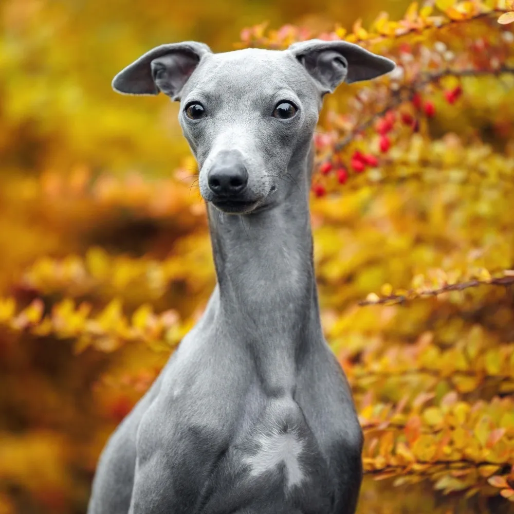 galgo-italiano_cachorro.webp