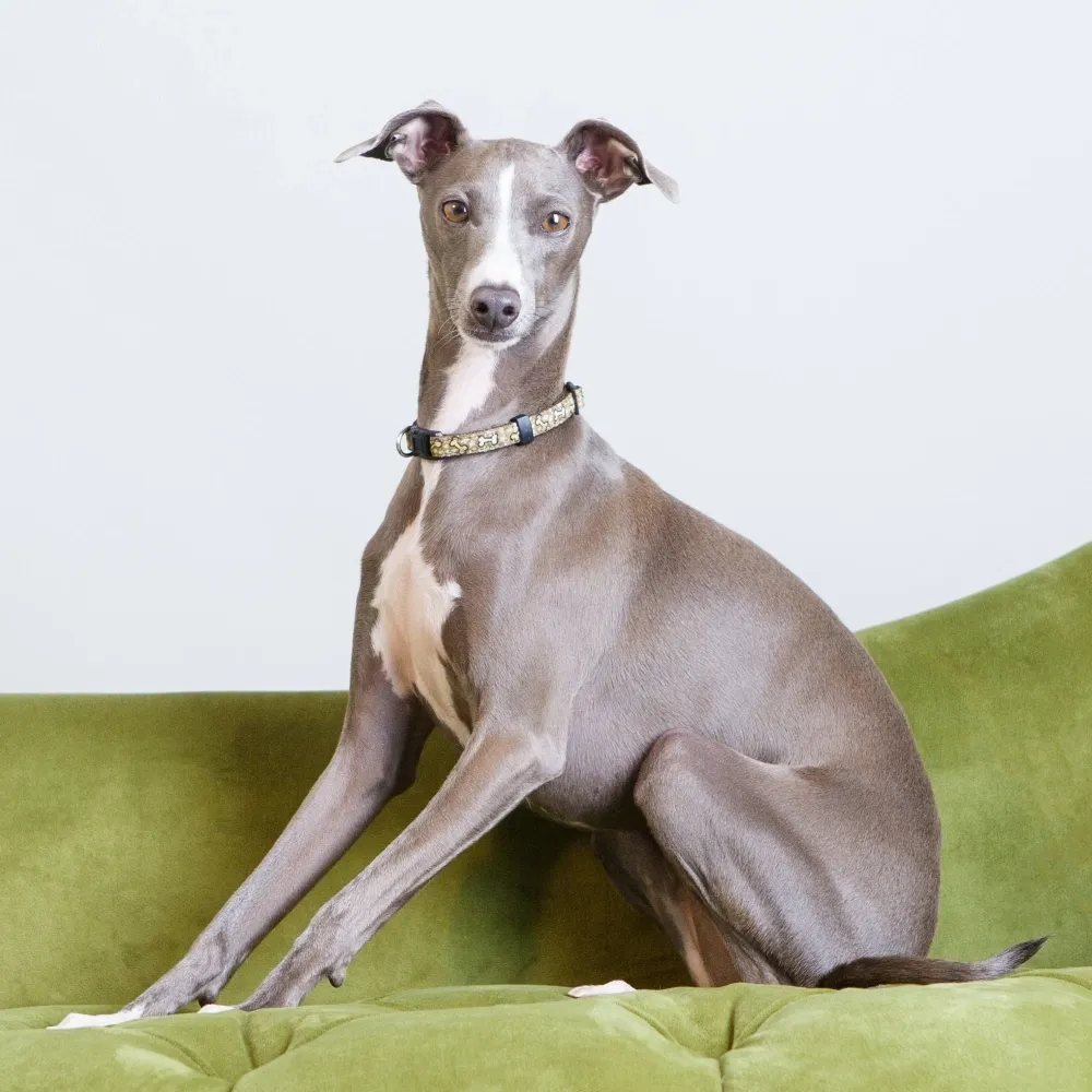 galgo-italiano_cao.webp