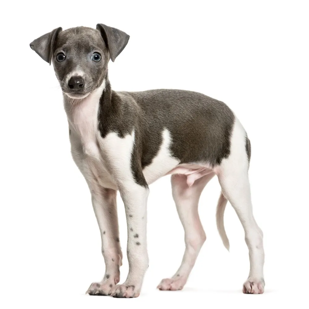 Imagem do filhote de Galgo Italiano