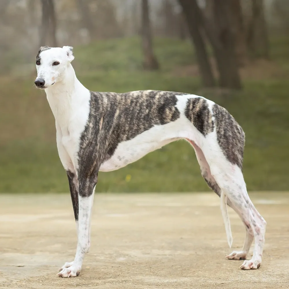 Imagem da raça Greyhound