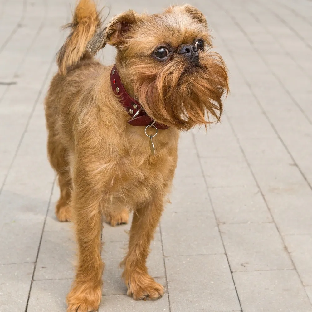 Imagem da raça Griffon de Bruxelas