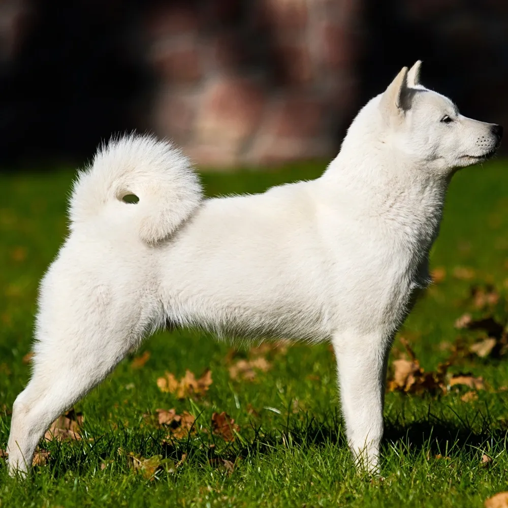 Imagem da raça Hokkaido