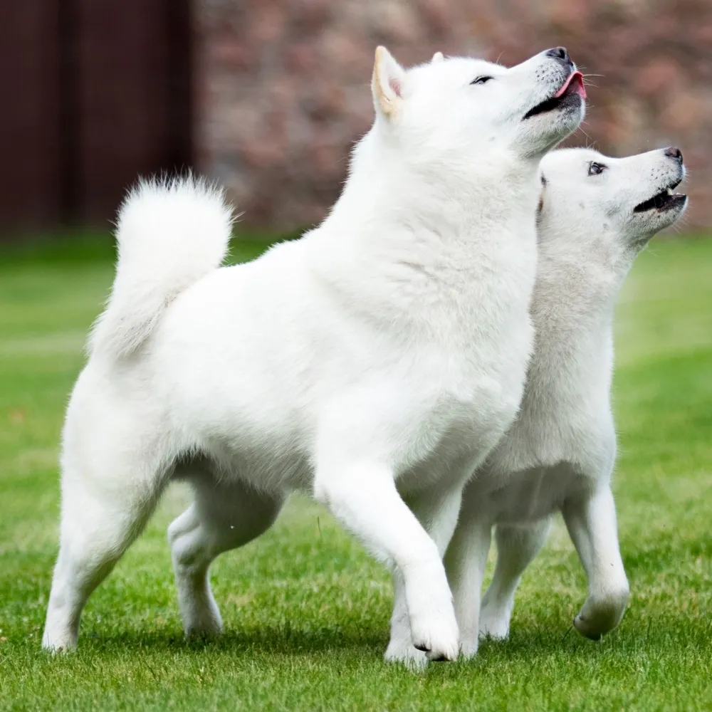 hokkaido_cachorros.webp