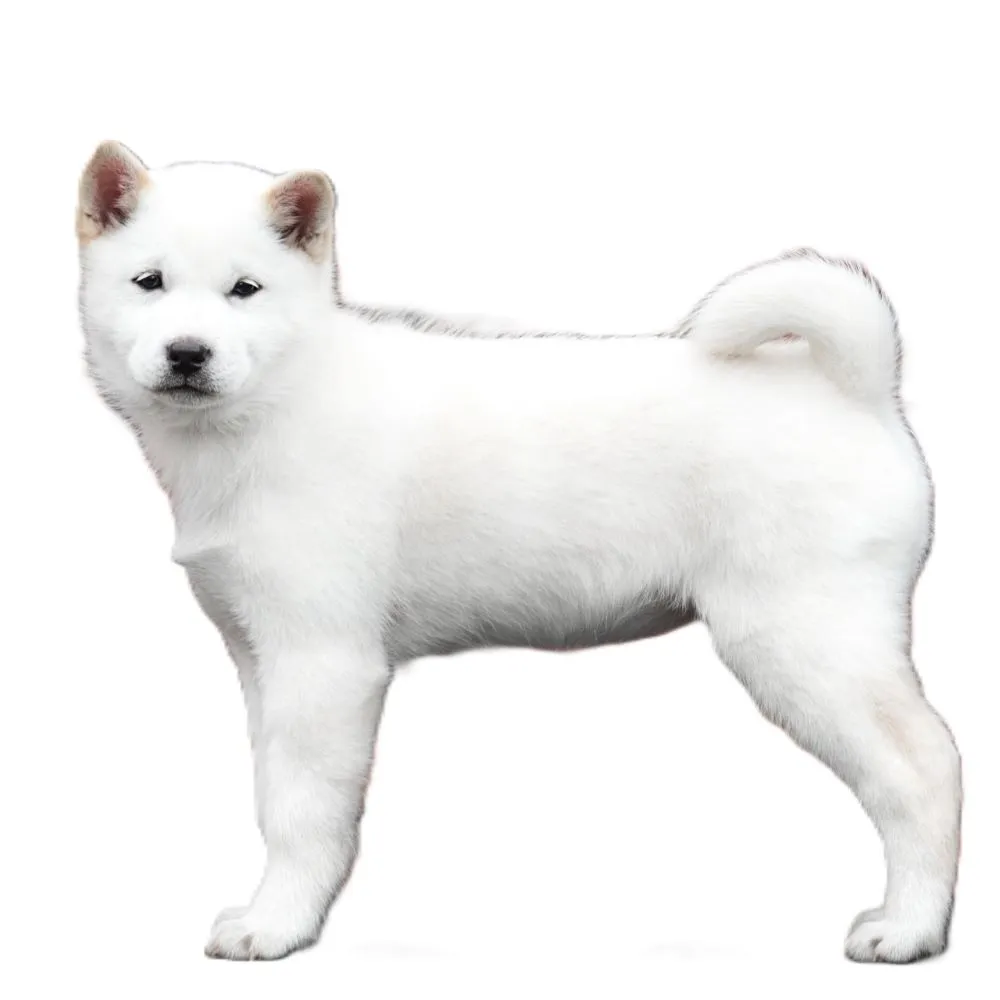 Imagem do filhote de Hokkaido