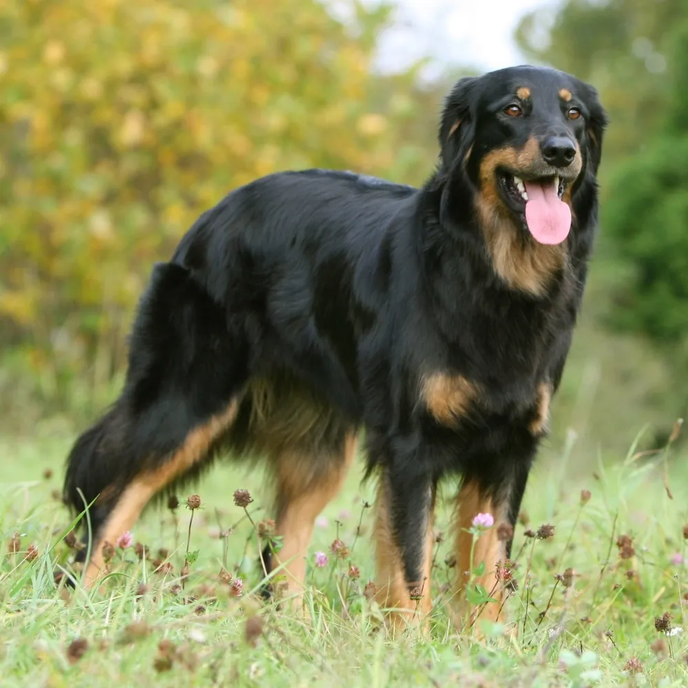 Imagem da raça Hovawart