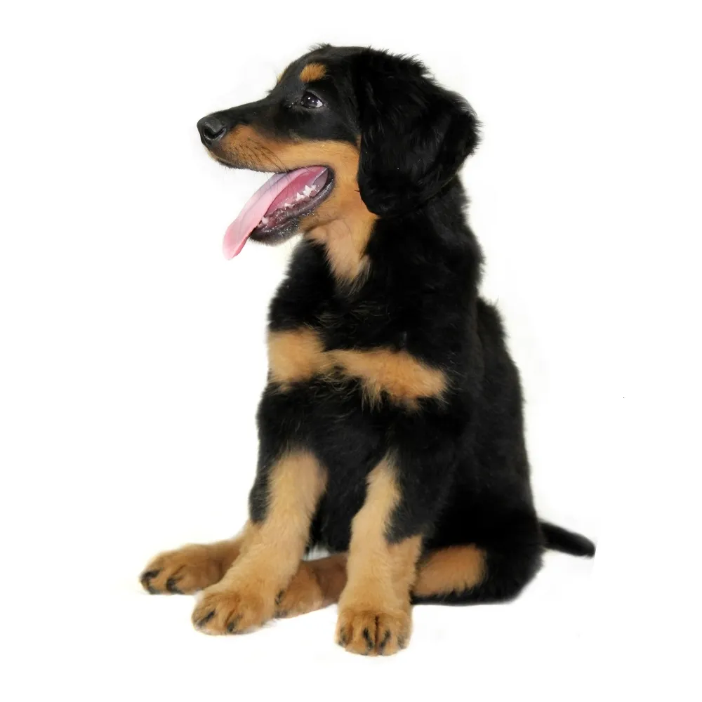 Imagem do filhote de Hovawart