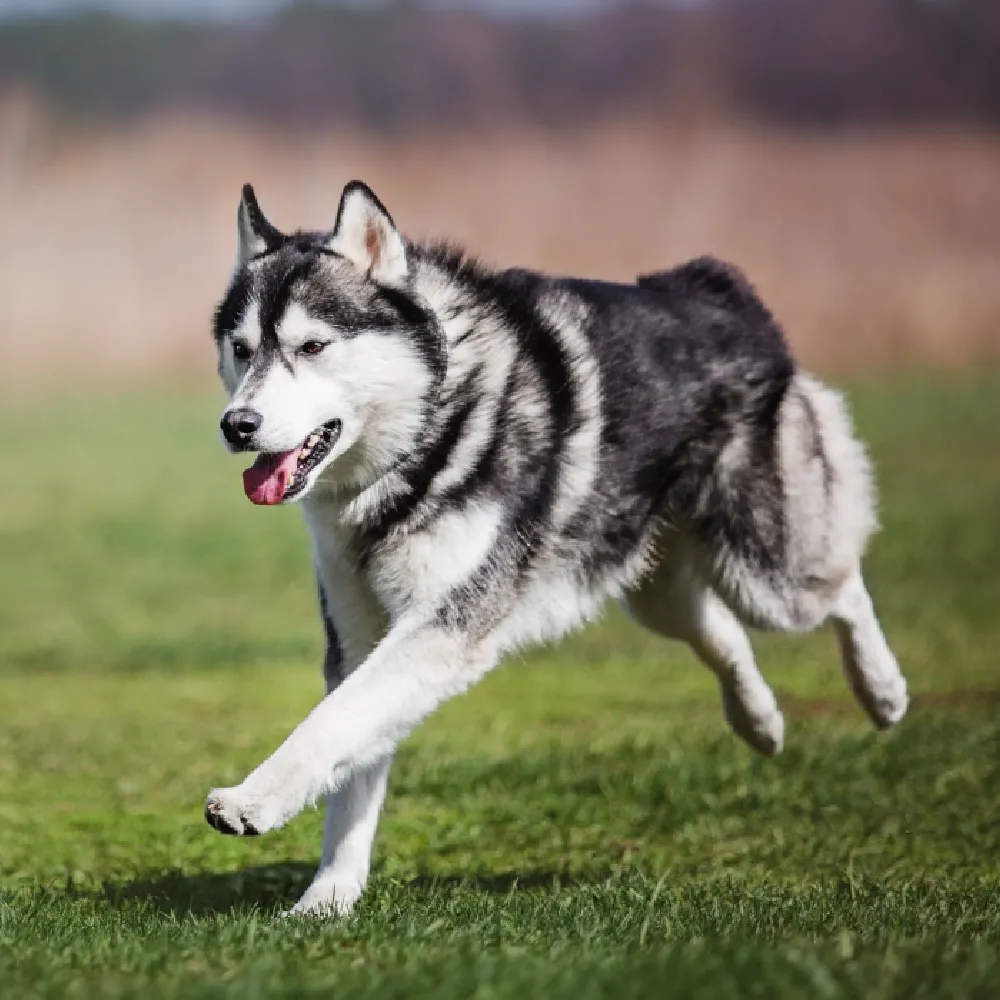 husky_01.webp