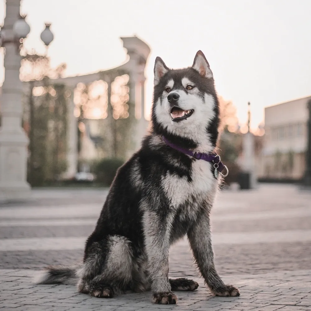 husky_03.webp