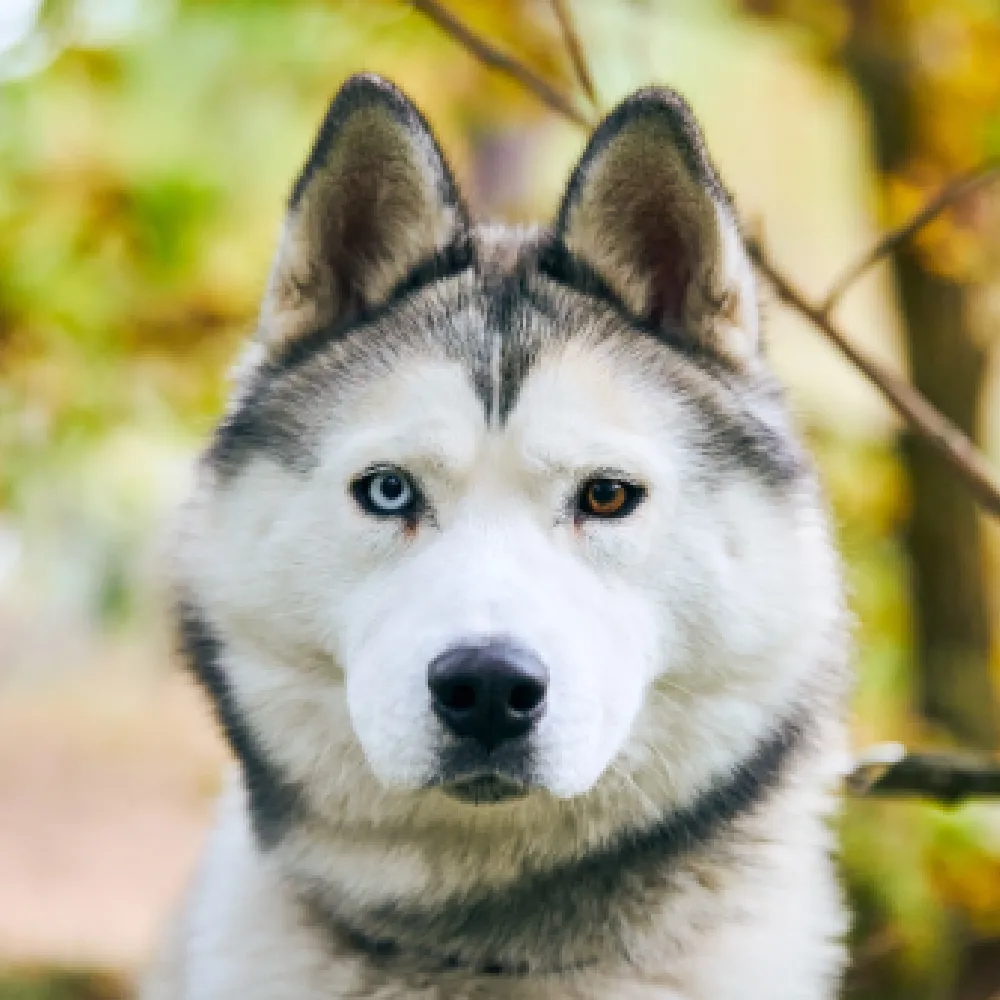 husky_04.webp
