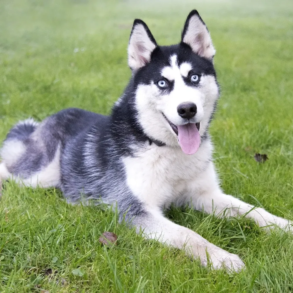 husky_05.webp