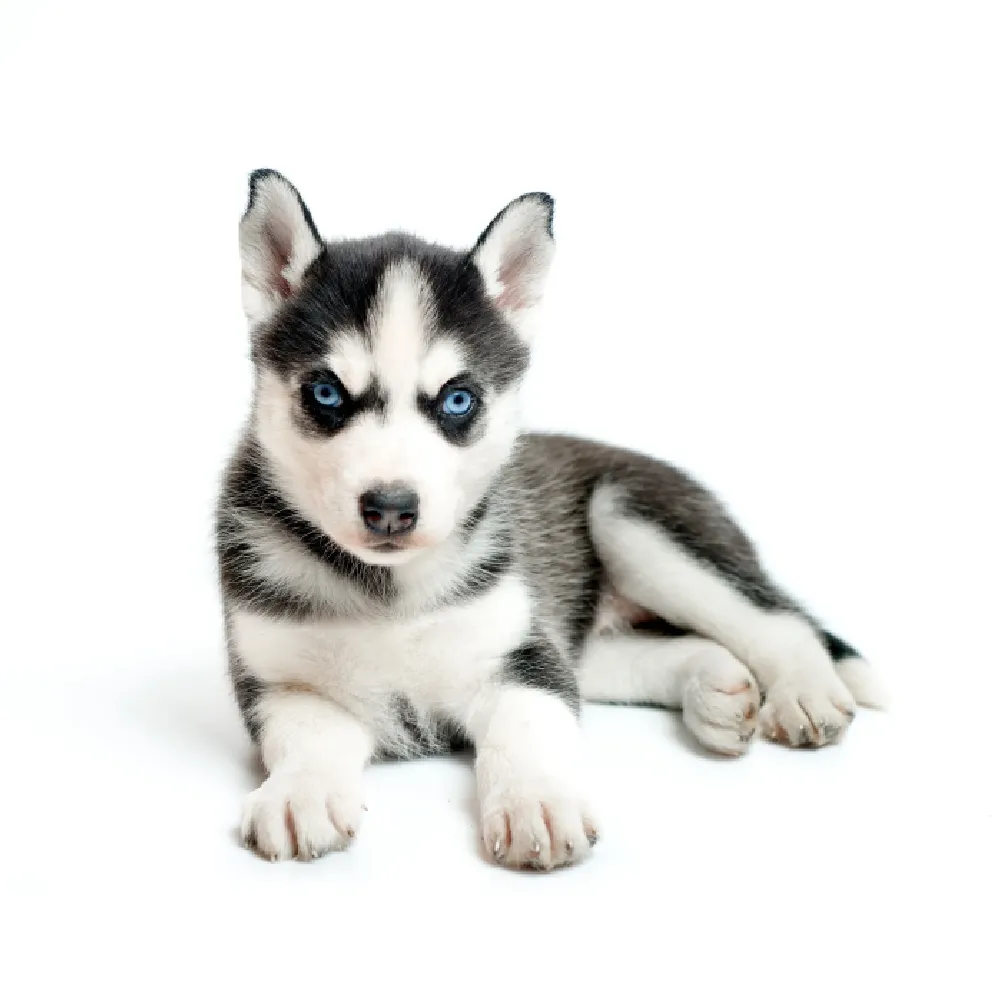 Imagem do filhote de Husky Siberiano