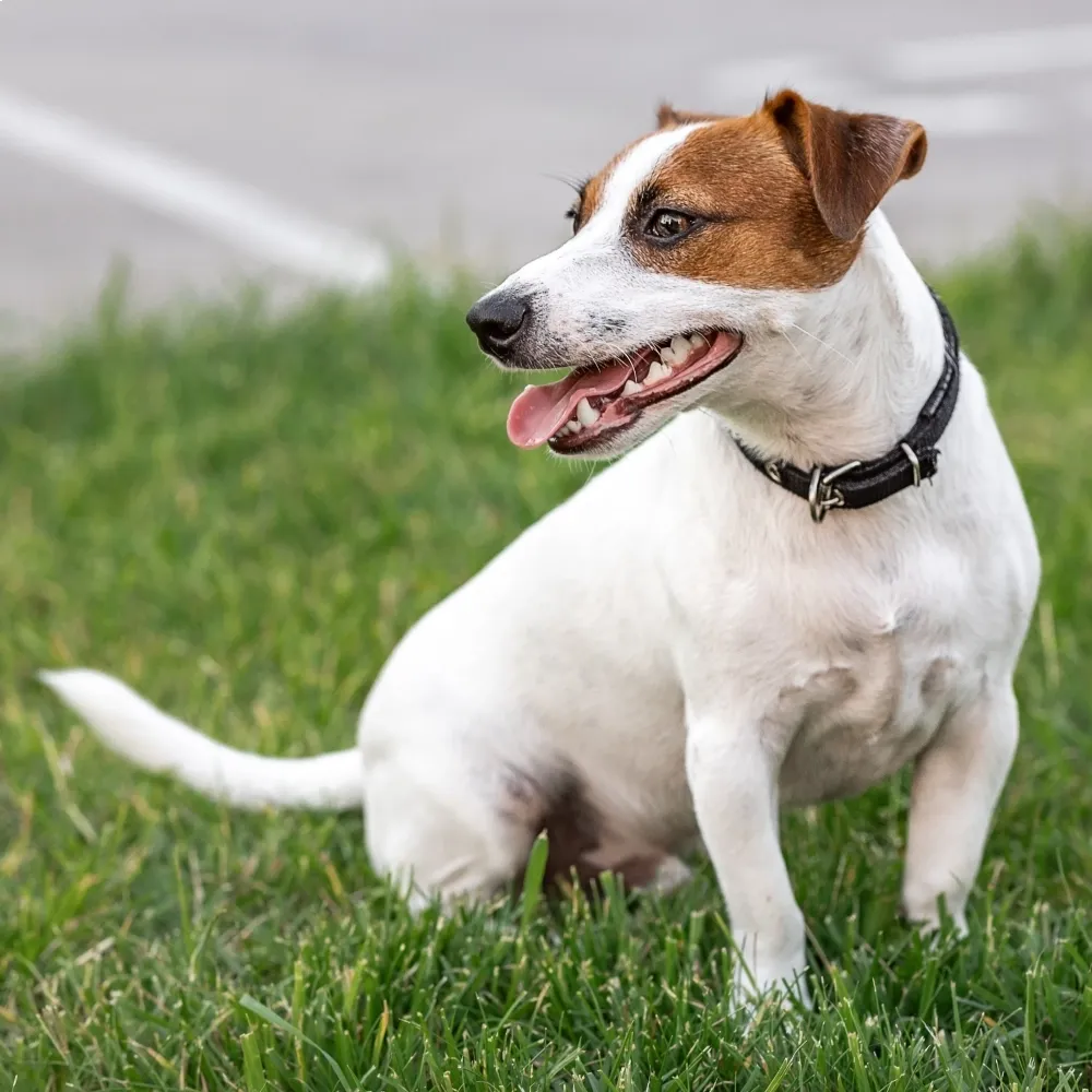Jack Russell Terrier