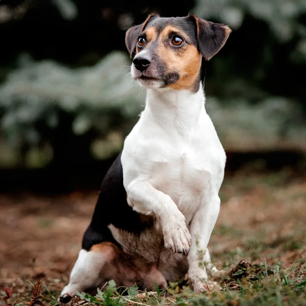 jack_russell_terrier.webp