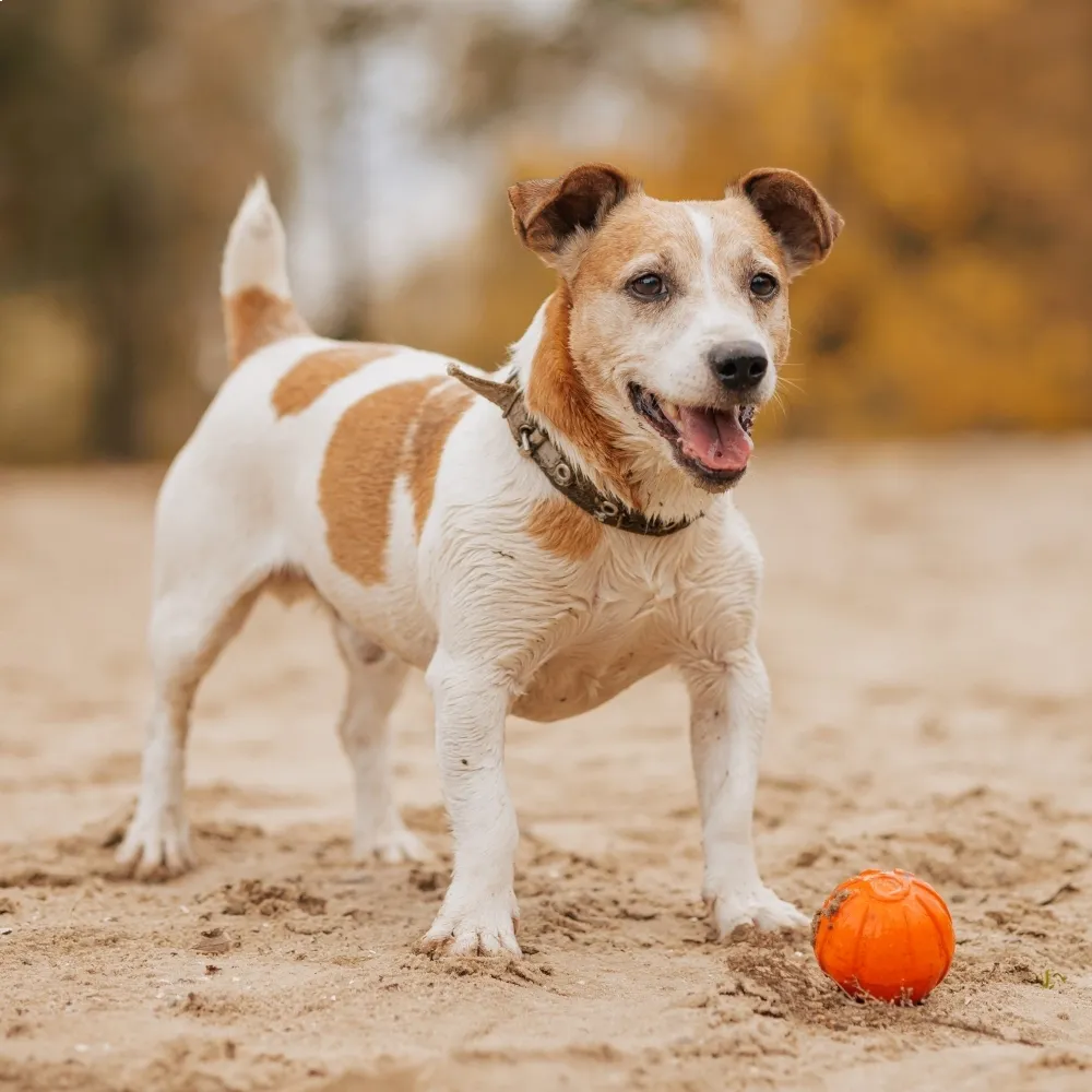jack_russell_terrier_adulto.webp