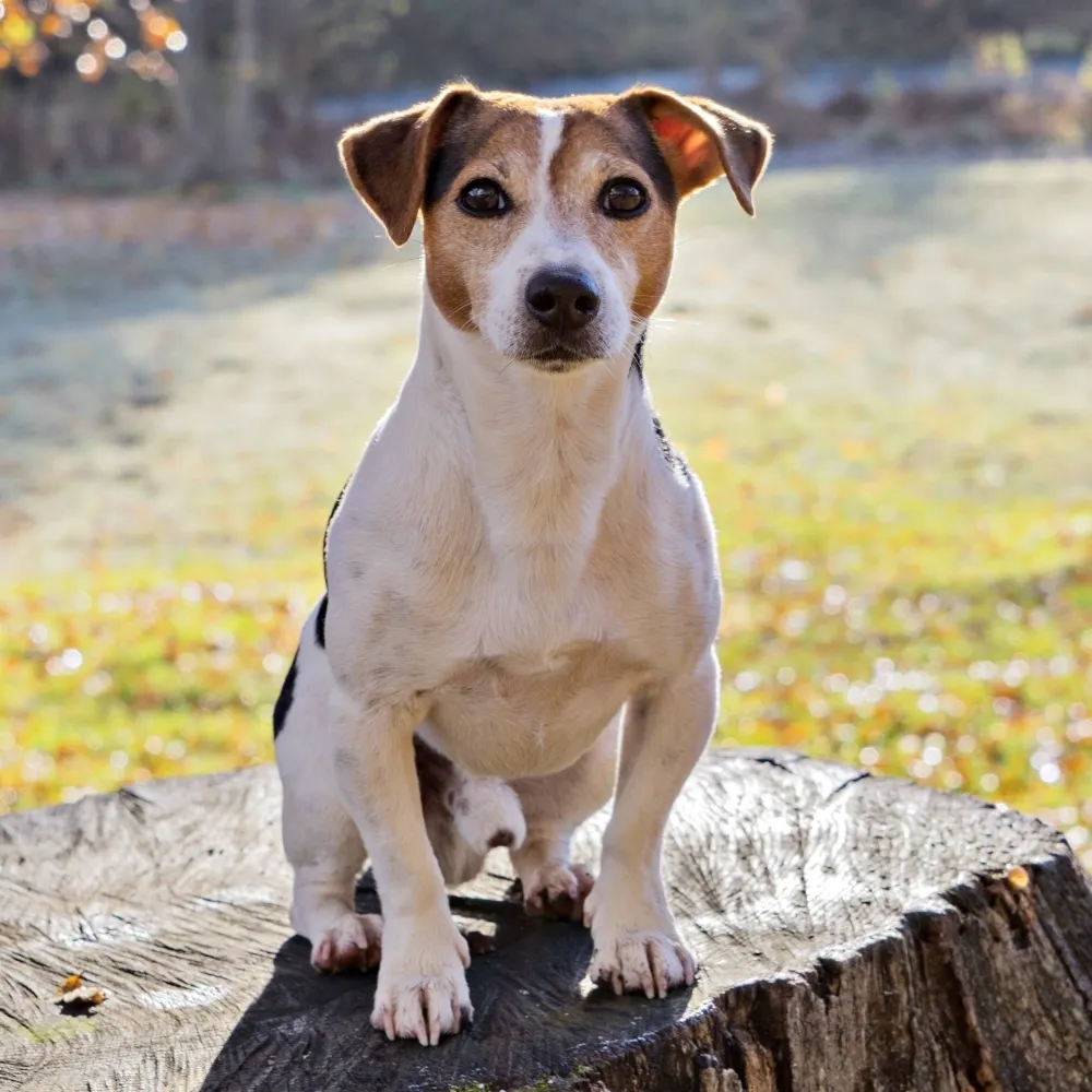 jack_russell_terrier_cachorro.webp