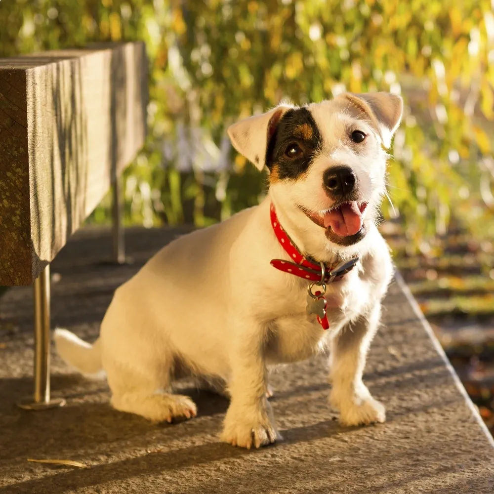 jack_russell_terrier_cao.webp